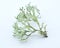 Lichen on a white background. Evernia prunastri, also known as oakmoss
