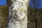The lichen of the white birch
