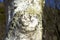 The lichen of the white birch