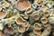 Lichen on wood surface Xanthoria parietina
