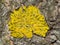 Lichen Xanthoria parientina on aspen tree bark macro, selective focus