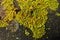 LICHEN - XANTHORIA PARIETINA