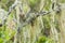 Lichened branches in the mountain rainforest, Tanzania