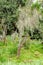 Lichened tree in the mountain rainforest, lichens on trees in Tanzania, Africa