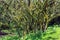 Lichened trees in the mountain rainforest, lichens and epiphytes on trees in Tanzania, Africa