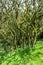 Lichened trees in the mountain rainforest, lichens and epiphytes on trees in Tanzania, Africa