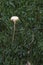 Lichenomphalia umbellifera mushroom