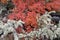 Lichens covering a maple in autumn