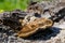 Lichens and fungus growing on a rough surface in the Maltese countryside, Malta.