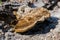 Lichens and fungus growing on a rough surface in the Maltese countryside, Malta.