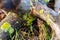 Lichens, green fungi and blue algae, as growths on the bark of trees and logs from high humidity in the spring