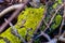 Lichens, green fungi and blue algae, as growths on the bark of trees and logs from high humidity in the spring