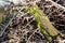 Lichens, green fungi and blue algae, as growths on the bark of trees and logs from high humidity in the spring