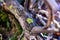 Lichens, green fungi and blue algae, as growths on the bark of trees and logs from high humidity in the spring