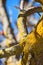 Lichens that grow in the bark of a tree.