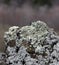 Lichens on a lava rock, from etna volcano