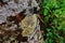 Lichens, mosses and flora in natural rain forest