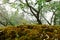 Lichens, mosses and flora in natural rain forest