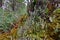 Lichens, mosses and flora in natural rain forest