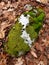 Lichens and mosses on a northern woodland boulder