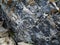 Lichens and mosses on stones (Lena Pillars, Yakutia)