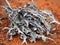 Lichens ramalina farinacea. Different types of lichens