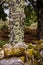 Lichens, Ramalina farinacea, on a tree trunk behind a moss-covered stone wall,