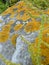 Lichens on Rock