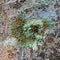 Lichens are symbiotic fungi