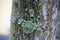 Lichens on Tree Trunk
