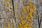 Lichens Xanthoria Parietina on Wooden Surface