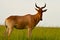 Lichtenstein\'s hartebeest