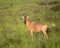 Lichtenstein\'s Hartebeest in the African savanna
