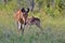 Lichtenstein\'s hartebeest (Alcelaphus lichtensteinii)