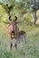 Lichtenstein\'s hartebeest (Alcelaphus lichtensteinii)