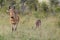 Lichtenstein\'s hartebeest (Alcelaphus lichtensteinii)