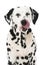 Licking dalmatian dog isolated on white background