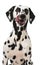 Licking dalmatian dog isolated on white background