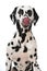 Licking dalmatian dog isolated on white background