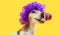 Licking dog face. Waiting for delicious treat yammy food foxy dog muzzle. Funny violet curly wig hairstyle. Yellow