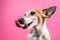 Licking dog profile view from the side. Smiling satisfied happy pet. Jack russell terrier on bright fun pink background