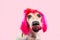 Licking hungry dog in trendy funny pink wig