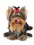 Licking Yorkshire Terrier