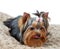 Licking Yorkshire Terrier