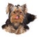 Licking Yorkshire Terrier