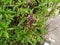 Licorice Basil (Ocimum Basilicum Licorice) Plant