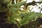 Licorice Ferns on a Mossy Tree