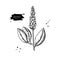 Licorice plant vector drawing. Botanical branch with flower and leaves.