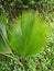 Licuala grandis leaf and plant
