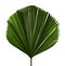 Licuala grandis or Ruffled Fan Palm leaf, Large tropical foliage, Pleated leaf isolated on white background